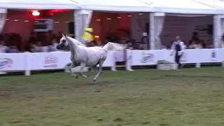 Niebezpieczna sytuacja na aukcji Pride of Poland