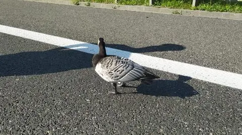 Gęś bernikla białolica uratowana z trasy S7