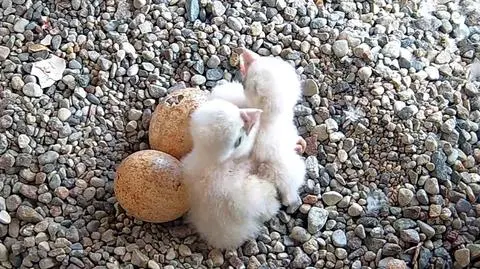 Margot, Aurora, Sambor, Precel... Wybierają imiona dla młodych sokołów