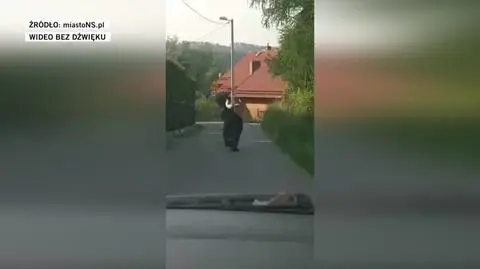 niedzwiedz