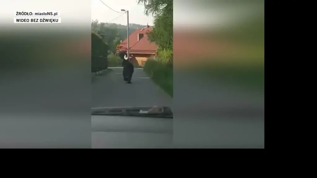 niedzwiedz