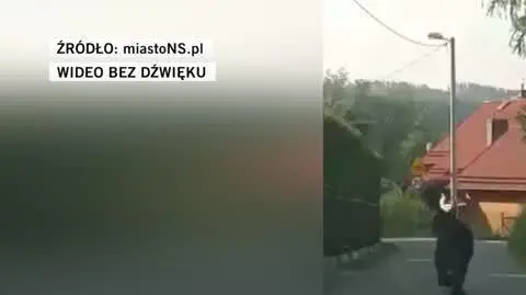niedzwiedz