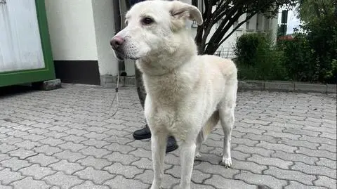 Pies został porzucony w lesie. Znalazł go jeden z leśników