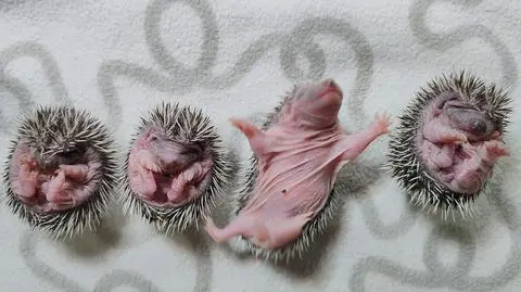 Małe jeżyki uratowane. To początek trudnego czasu dla tych zwierząt