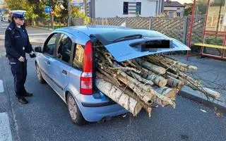 Bełchatów. Kierowca przewoził w samochodzie osobowym drewno