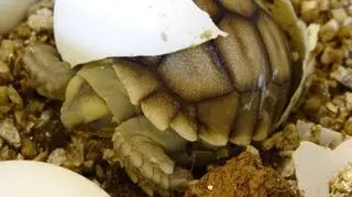 Nowości sierpniowe we wrocławskim zoo