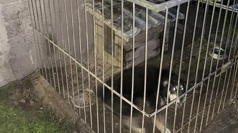 Kobiety spacerowały z dzieckiem, zaatakował je pies 