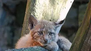 Do poniedziałku wrocławianie mogą wymyślać imiona dla dwumiesięcznych rysi z zoo.