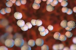 STSS wywoływana jest przez zakażenie paciorkowcami beta-hemolizującymi grupy A