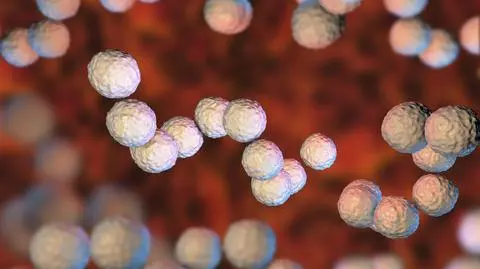 STSS wywoływana jest przez zakażenie paciorkowcami beta-hemolizującymi grupy A