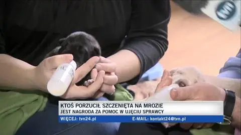 Za wskazanie osoby, która zostawiła szczenięta na mrozie wyznaczono nagrodę