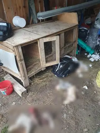 Niedźwiedź pokonał zabezpieczenia w klatkach i zagryzł kilka królików 