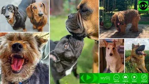 Dziś obchodzimy Dzień Psa. Pokażcie nam swoich pupili