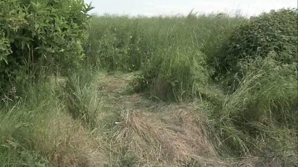 Zabójstwo pod Koszalinem