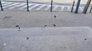 Wandale zniszczyli szyby w kilku lokalach w Piotrkowie Trybunalskim