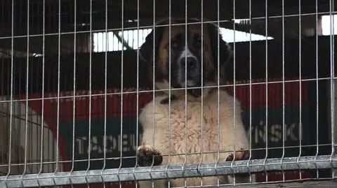 Psy zostały odebrane właścicielce