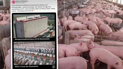 "26-piętrowa fabryka świń" w Niemczech? Nie, poza Europą
