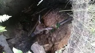 Jelonek wpadł do bunkra 