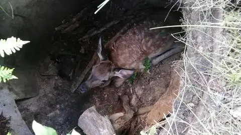 Jelonek wpadł do bunkra 