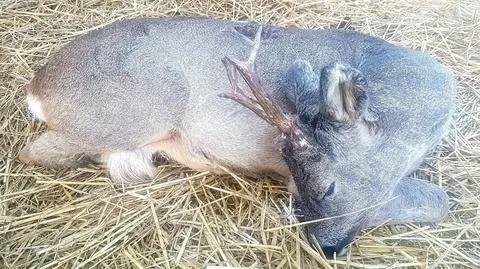 Zwierzę miało między innymi naderwane ucho i połamane poroże