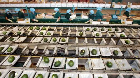 Krwawe guacamole. Jak "zielone złoto" stało się "owocem diabła"