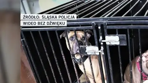 śląska policja