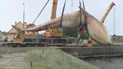 Ważący kilkanaście ton waleń został wyciągnięty z morza