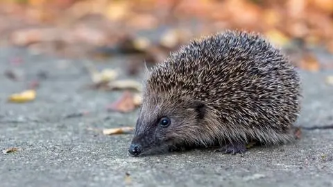 jez shutterstock_1237249870