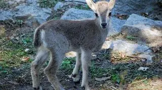 Bharal, czyli owca błękitna