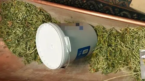 61 kilogramów marihuany