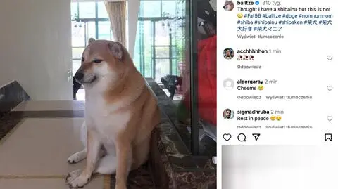 "Cheems". Pies znany z memów nie żyje