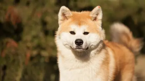 To był pies rasy akita inu (zdjęcie ilustracyjne) 