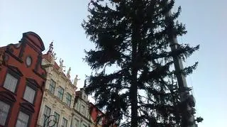 Operacja "świerk" trwa od rana