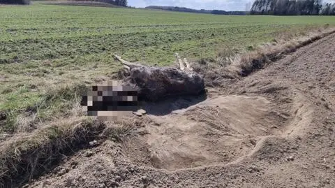 Łoś - jak mówią mieszkańcy - przez niemal dobę konał w rowie