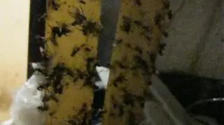 W pomieszczeniu latało mnóstwo much