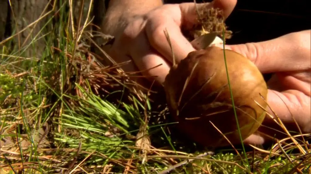 Kupowanie grzybów przy drodze? Grzyboznawca przestrzega