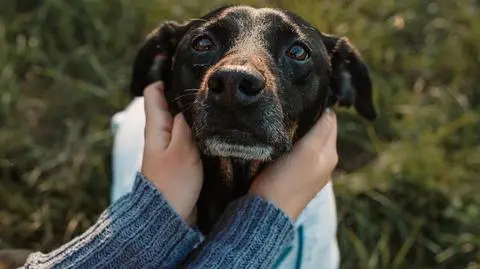 Sesje w chorymi zwierzakami. "Zdjęcia robię za darmo, leczenie dużo kosztuje"