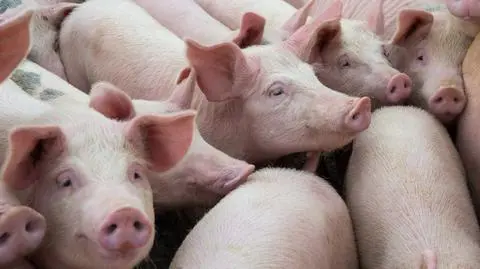 Ożywiono umierające komórki mózgowe świń. Cztery godziny po śmierci zwierząt