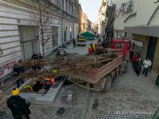 Sadzenie drzew na ulicy Krupniczej w Krakowie