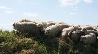 "Żywe kosiarki" nad potokiem Gróbka