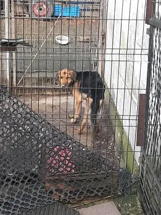 Zaniedbany pies został znaleziony na działce w Smardzowicach (woj. małopolskie)