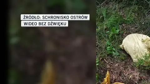 Schronisko Ostrów