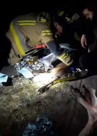 Strażacy pojechali do samicy łosia, która zawisła na bramie