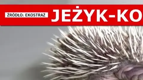 EKOSTRAŻ