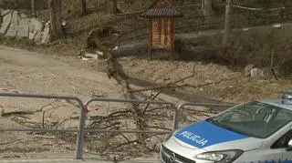 Drzewo śmiertelnie raniło dziewięciolatka w Zakopanem