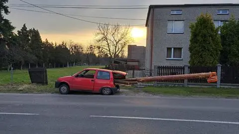 Wiózł kłodę drewna trzy razy dłuższą niż samochód. Tyłem prawie szorował po jezdni