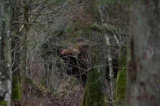 Liczenie było trudne z uwagi na brak śniegu 