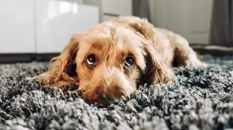 shutterstock_789029320