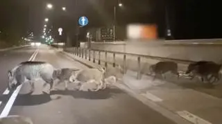 Spacer dzików na Pradze Północ