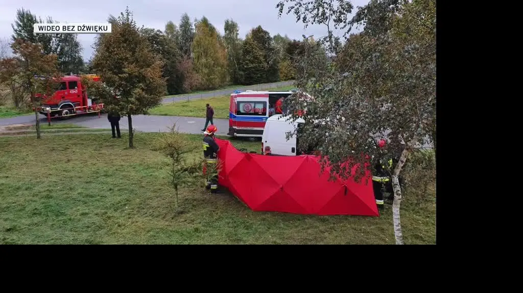 dla Oli 2